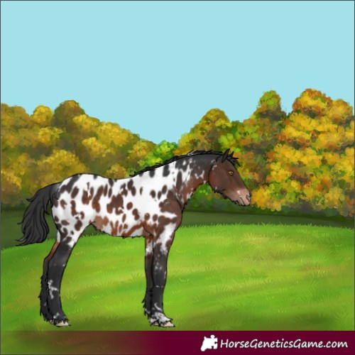 Horse Color:White Spotted Brown Appaloosa Rabicano 