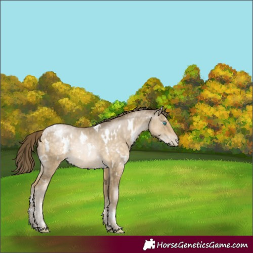 Horse Color:White Spotted Buckskin Pearl Rabicano 
