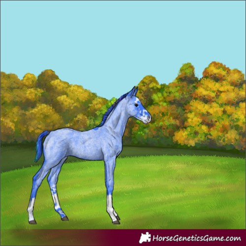 Horse Color:Painted Watercolor Blue Roan Splash 