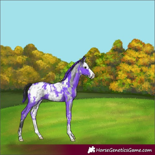 Horse Color:Blue Roan Splash Appaloosa  and Watercolor Black Sabino Splash Appaloosa 