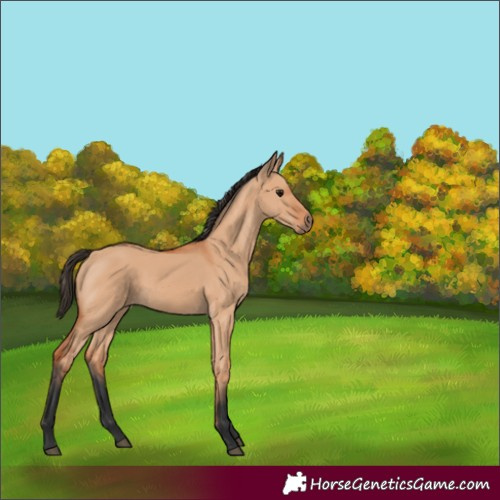 Horse Color:Bay Dun