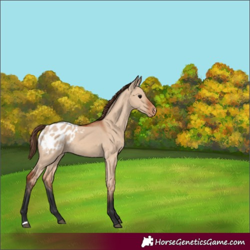 Horse Color:Bay Dun Appaloosa 