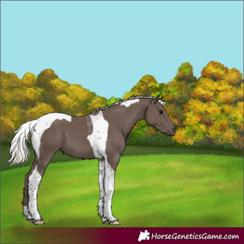 Horse Color:Silver Black Tobiano 