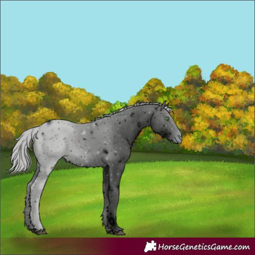 Horse Color:ERROR: UNKNOWN ANOMALY