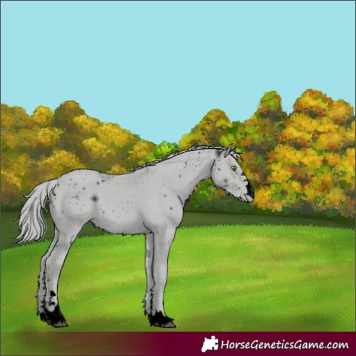 Horse Color:ERROR: UNKNOWN ANOMALY