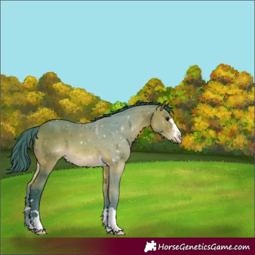 Horse Color:Watercolor Bay 
