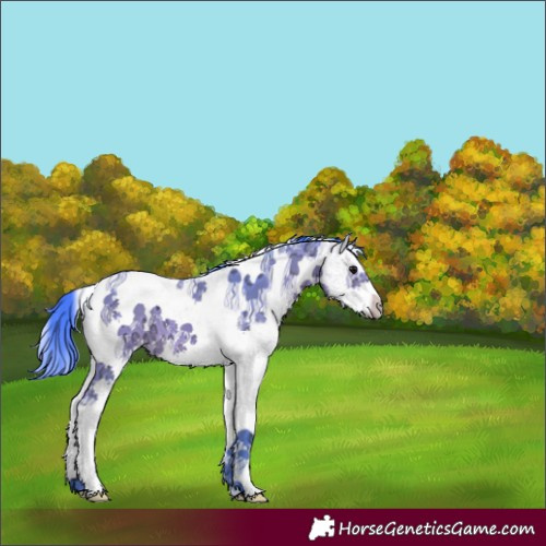 Horse Color:Watercolor White Spotted Bay Ice 