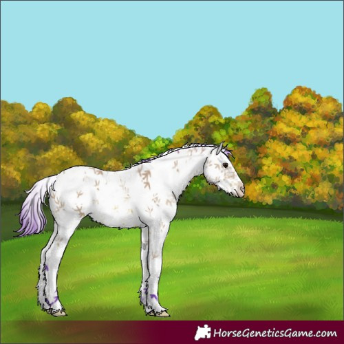 Horse Color:Watercolor White Spotted Bay Ice Frame 