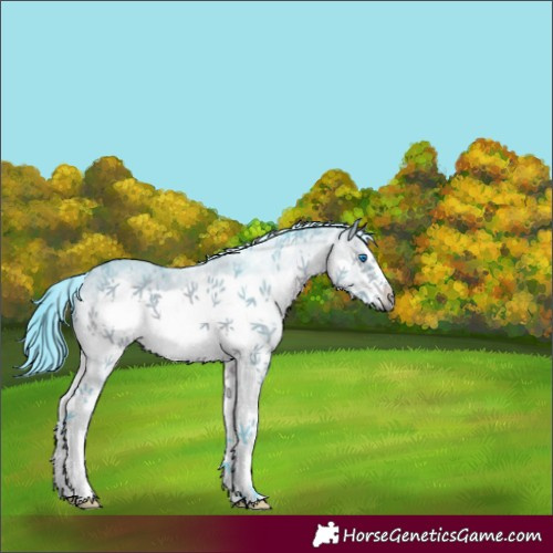 Horse Color:Watercolor White Spotted Bay Frame 