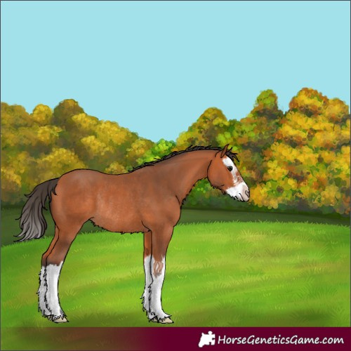 Horse Color:Bay Splash Rabicano 