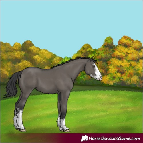 Horse Color:Grullo Sabino 
