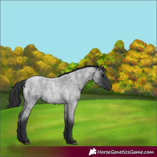 Horse Color:Blue Roan Rabicano 
