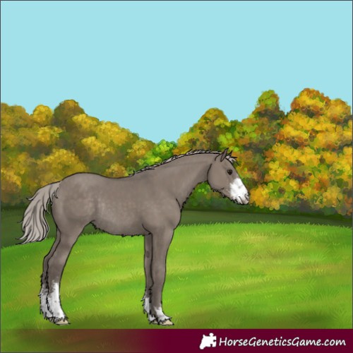 Horse Color:Silver Grullo Sabino Rabicano 