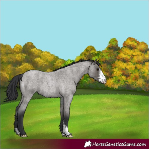 Horse Color:Grullo Roan Sabino 