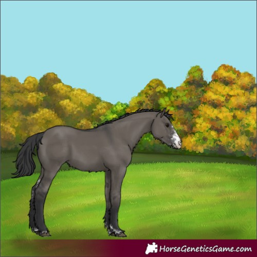 Horse Color:Grullo Sabino 