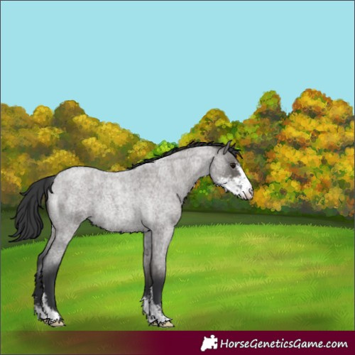 Horse Color:Grullo Roan Sabino Rabicano 
