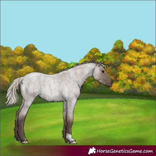 Horse Color:Silver Grullo Roan Rabicano 