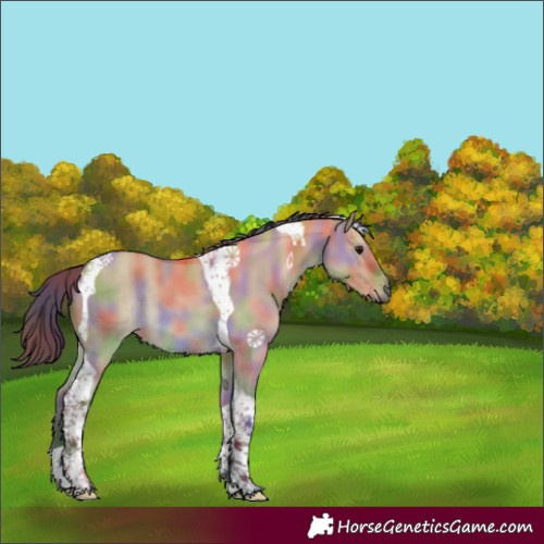 Horse Color:Nacre Bay Dun Tobiano 