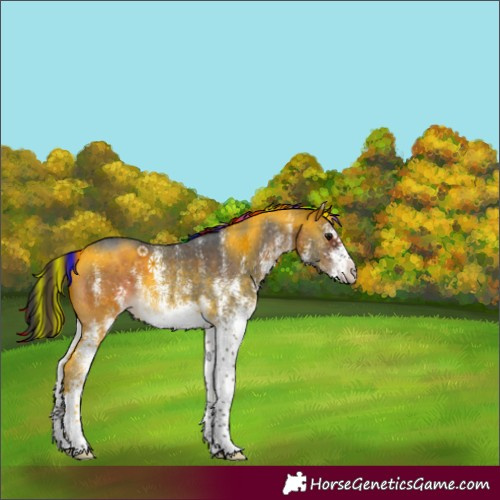 Horse Color:Painted White Spotted Brown 