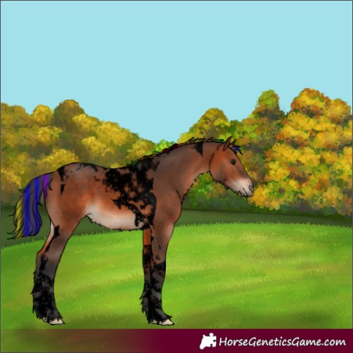 Horse Color:Void Painted Bay Tobiano 