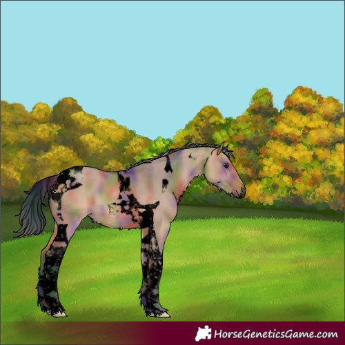 Horse Color:Void Nacre Bay Dun Tobiano 