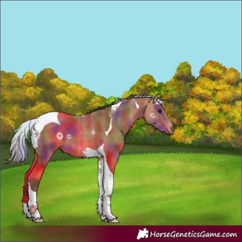Horse Color:Nacre Bay Tobiano 