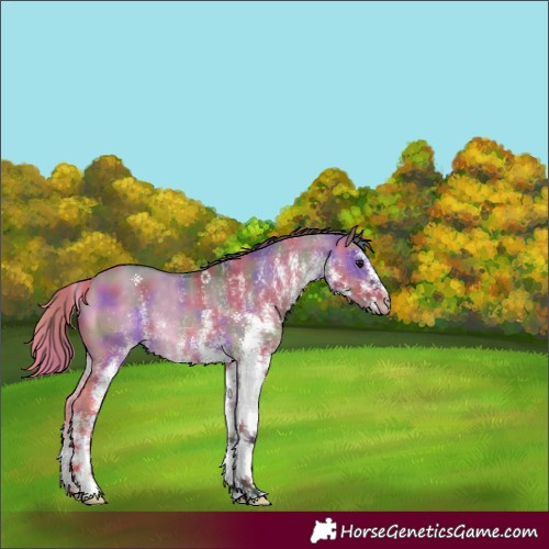 Horse Color:Nacre White Spotted Brown Dun