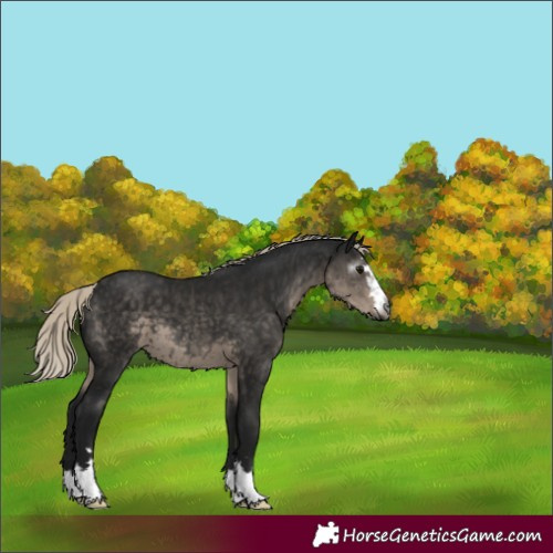 Horse Color:Gray Silver Smoky Black 