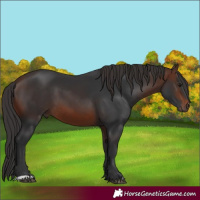 Horse Color:Brown 