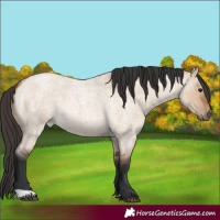 Horse Color:Bay Roan Dun 