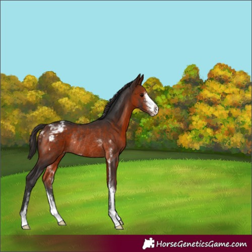 Horse Color:Bay Sabino Varnish Rabicano 