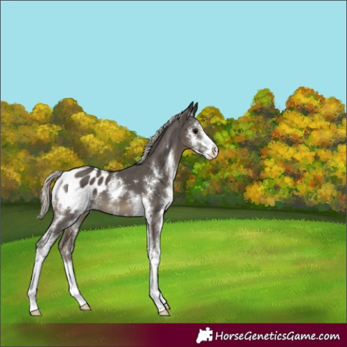 Horse Color:Silver Smoky Black Sabino Appaloosa 