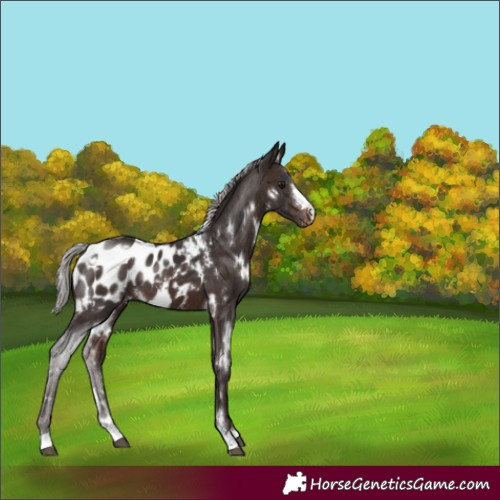 Horse Color:White Spotted Silver Brown Appaloosa 