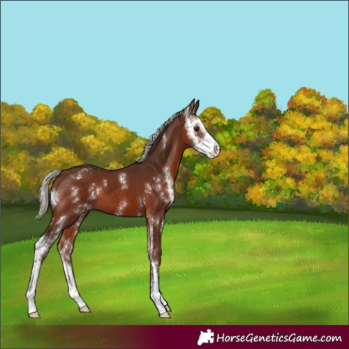 Horse Color:Silver Brown Sabino Varnish 