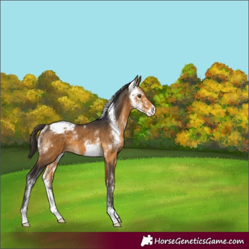 Horse Color:Buckskin Sabino Appaloosa 