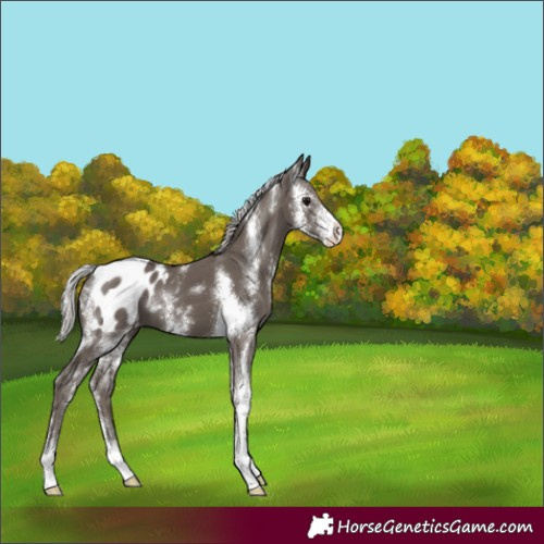 Horse Color:Silver Black Sabino Appaloosa 