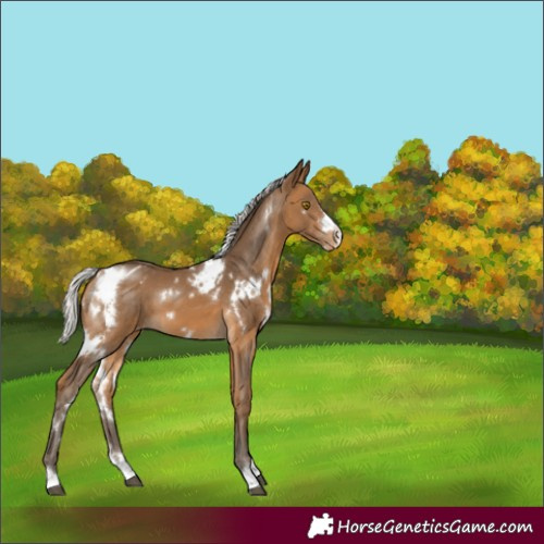 Horse Color:White Spotted Silver Buckskin Appaloosa 