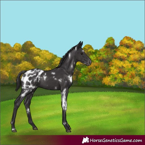 Horse Color:White Spotted Smoky Black Appaloosa 