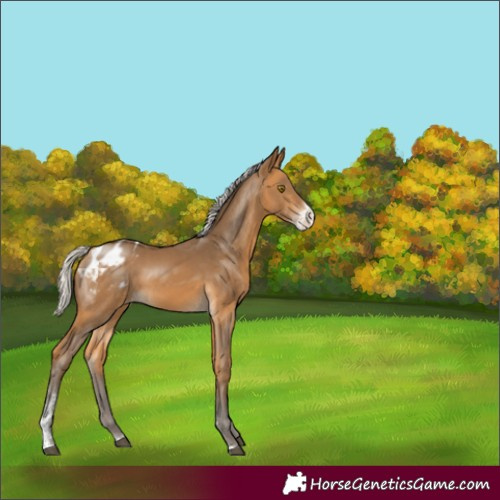 Horse Color:Silver Buckskin Sabino Varnish 