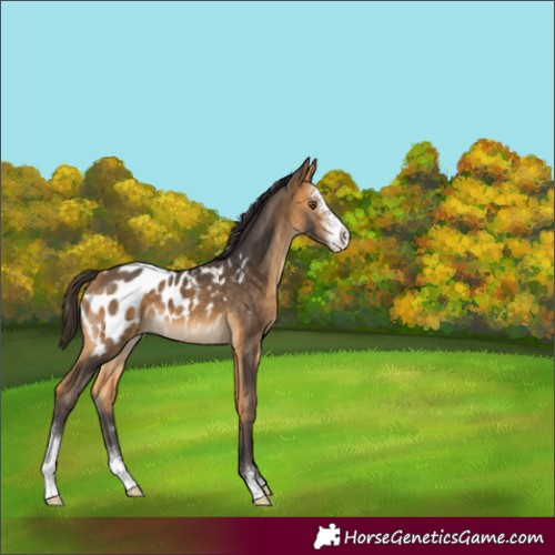 Horse Color:Buckskin Sabino Blanket 