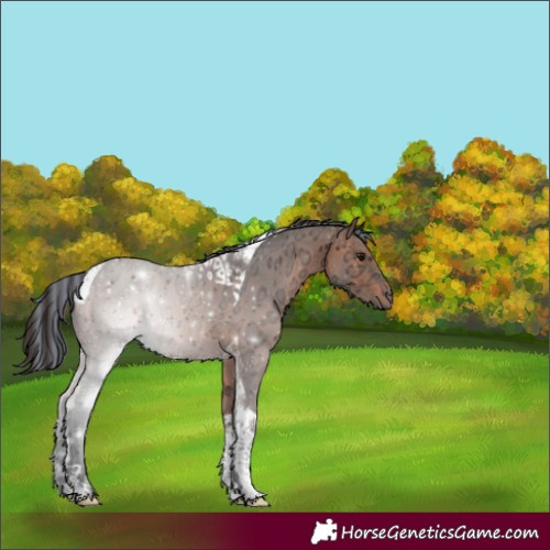 Horse Color:Painted Bay Ice Tobiano 