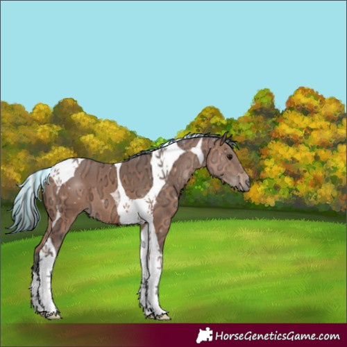 Horse Color:Painted Bay Ice Tobiano 