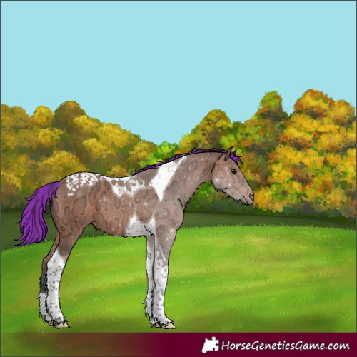 Horse Color:Painted Bay Ice Tobiano 