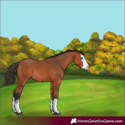 Horse Color:Bay Splash Rabicano
