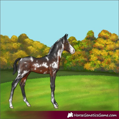 Horse Color:White Spotted Brown Sabino