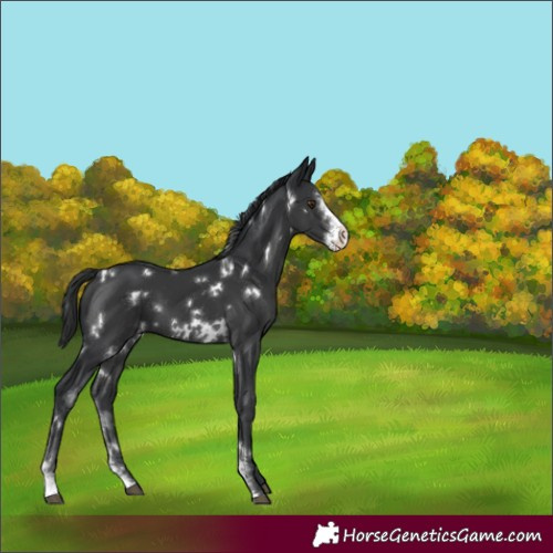 Horse Color:White Spotted Black Sabino Appaloosa 
