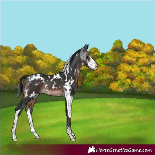 Horse Color:White Spotted Brown Sabino Varnish Rabicano 