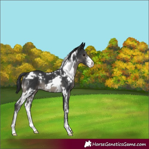 Horse Color:White Spotted Black Sabino 