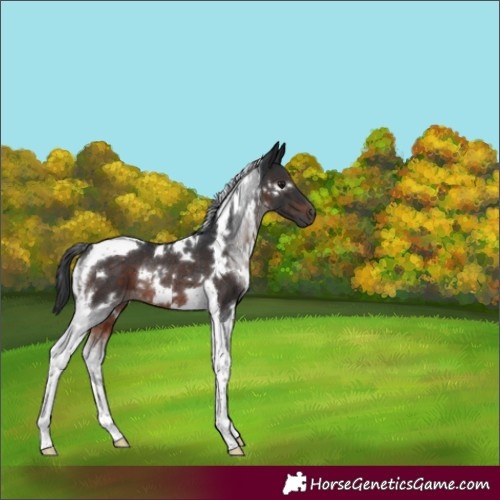 Horse Color:White Spotted Brown Tobiano Rabicano