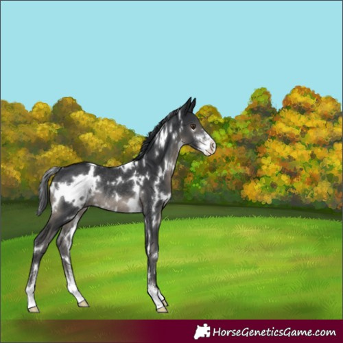 Horse Color:White Spotted Black Sabino Rabicano 